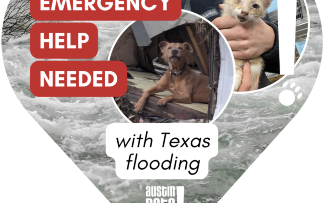 Rescuing Pets from Texas Flood Waters – Pets Alive Austin